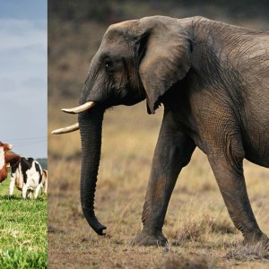 تهیه کاغذ از کود فیل و گاو