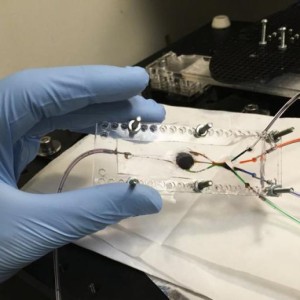 ساخت بافت های بیولوژیکی پیچیده با چاپگر 3بعدی