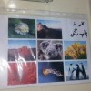 فروش پرینتر اچ پی cp1215