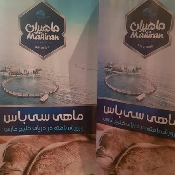 استند رول آپ